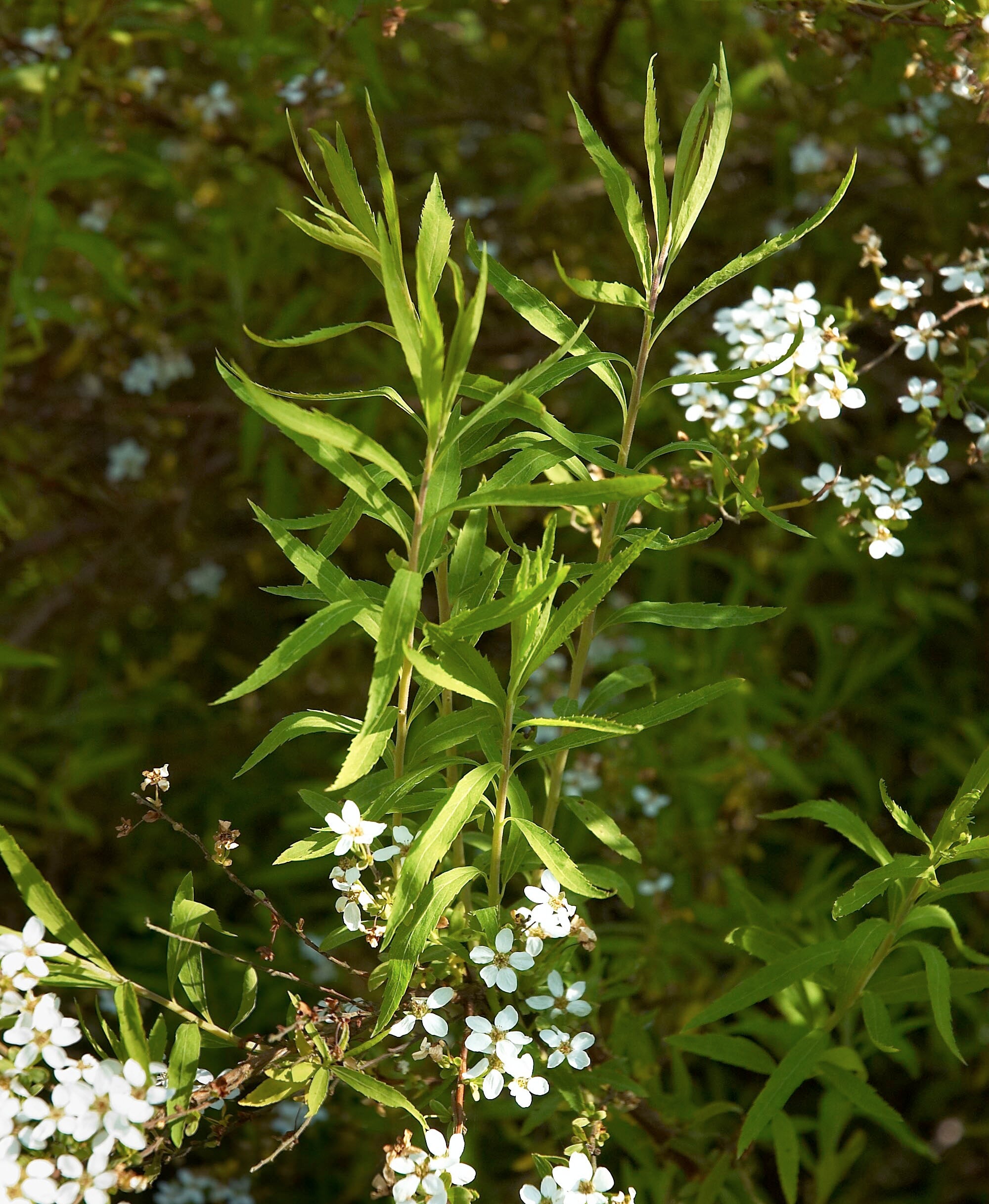 Spiraea thunbergii - h: 25cm | Cont.: 1.5L - Spiree Thunberg