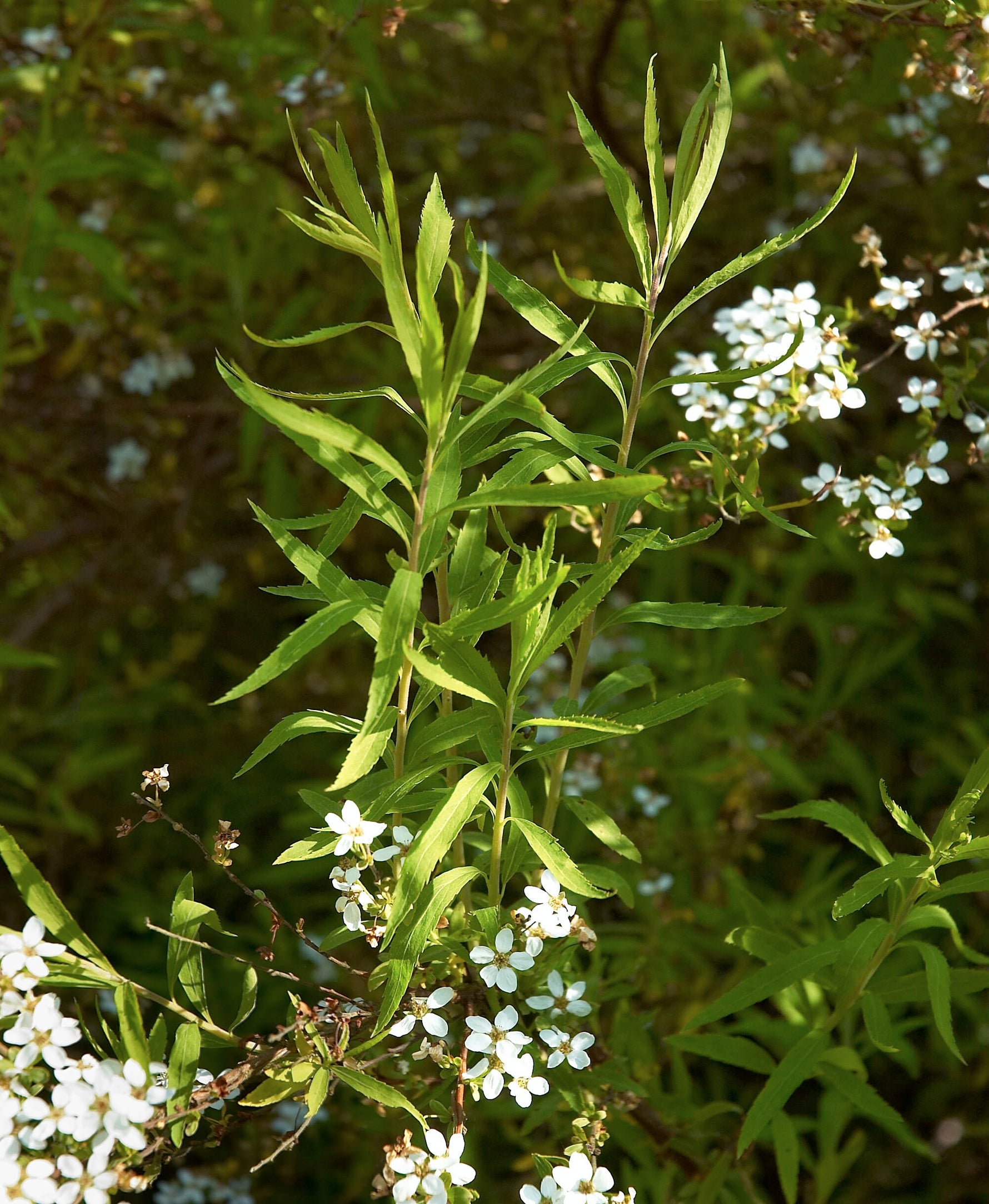 Spiraea thunbergii - h: 25cm | Cont.: 1.5L - Spiree Thunberg