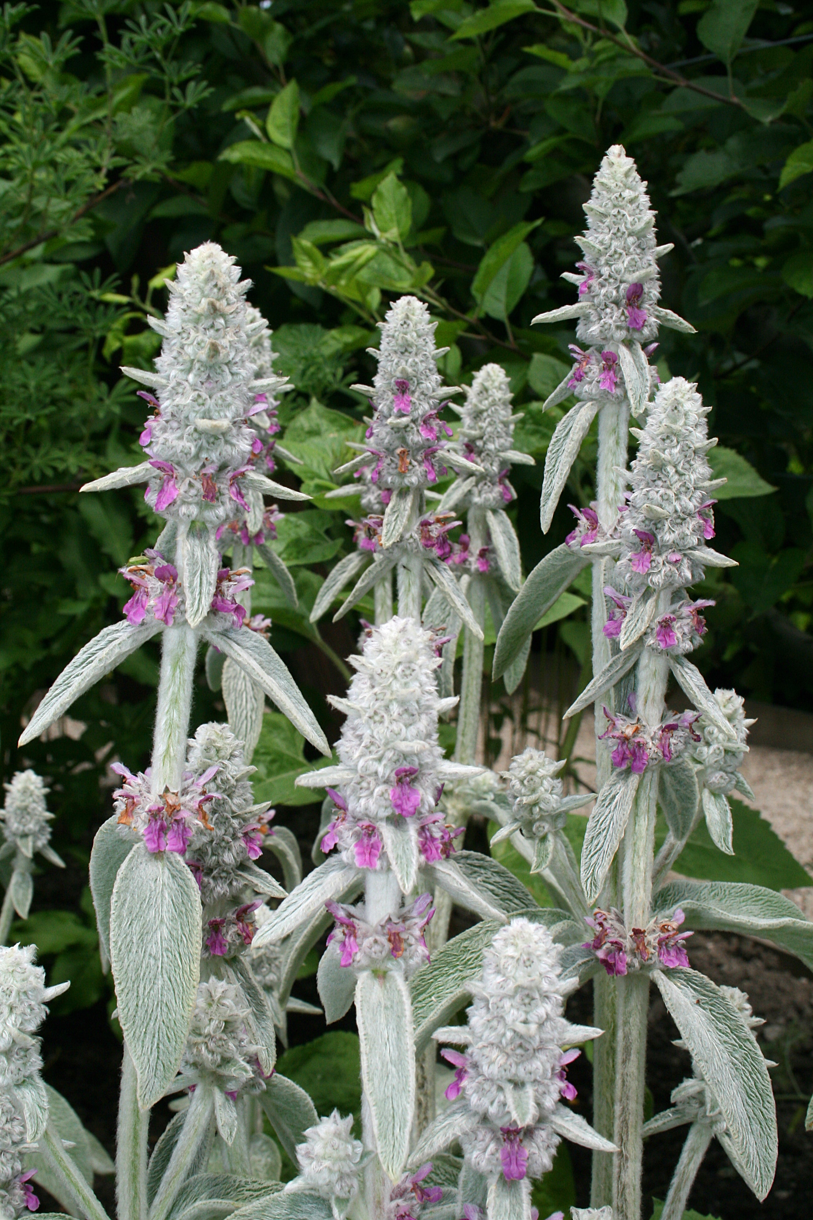 Stachys byzantina - Cont.: 2L - Urechea mielului