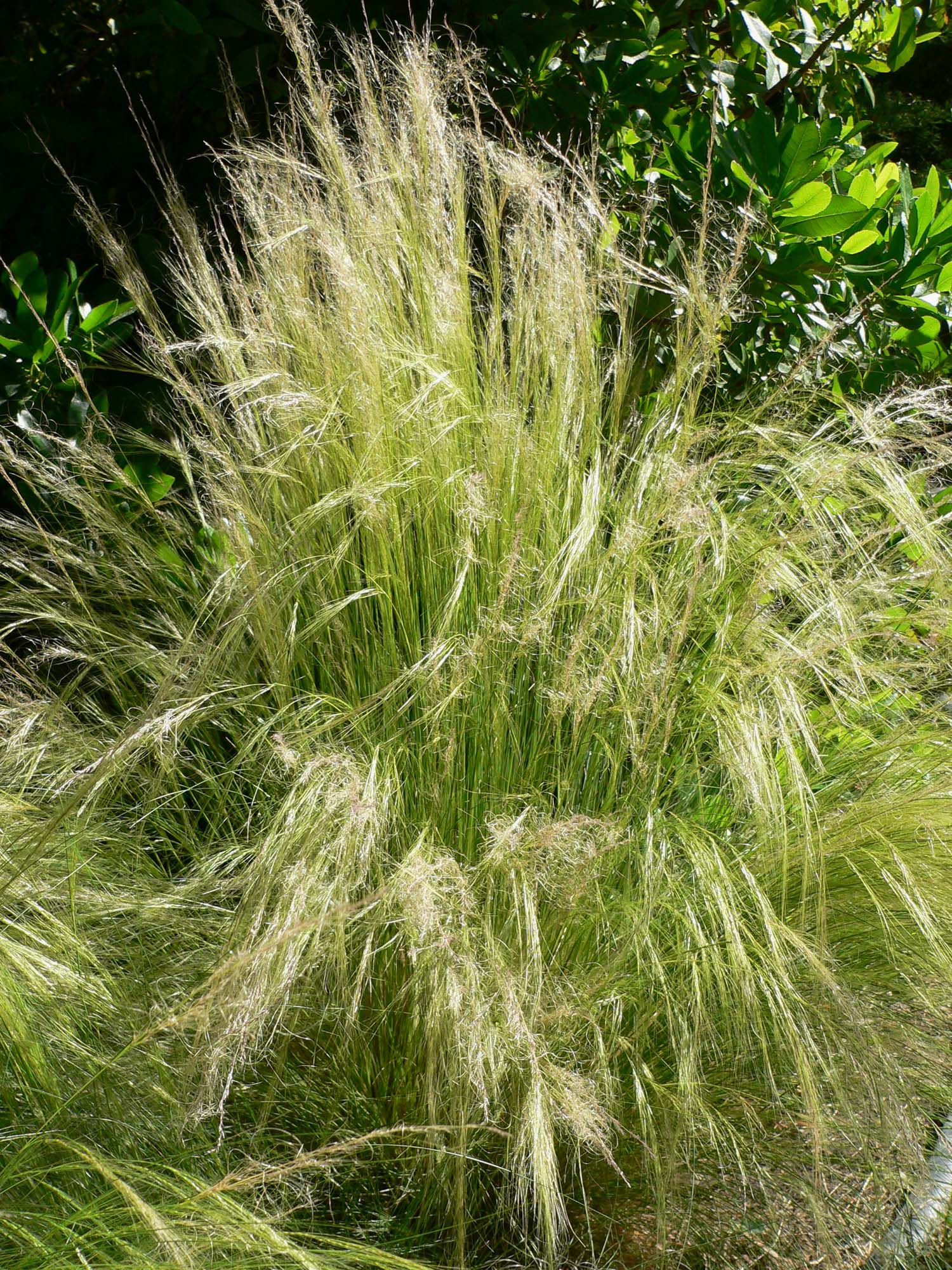 Stipa tenuissima 'Pony Tails' - Cont.: 2L - Iarbă Stipa 'Pony Tails'