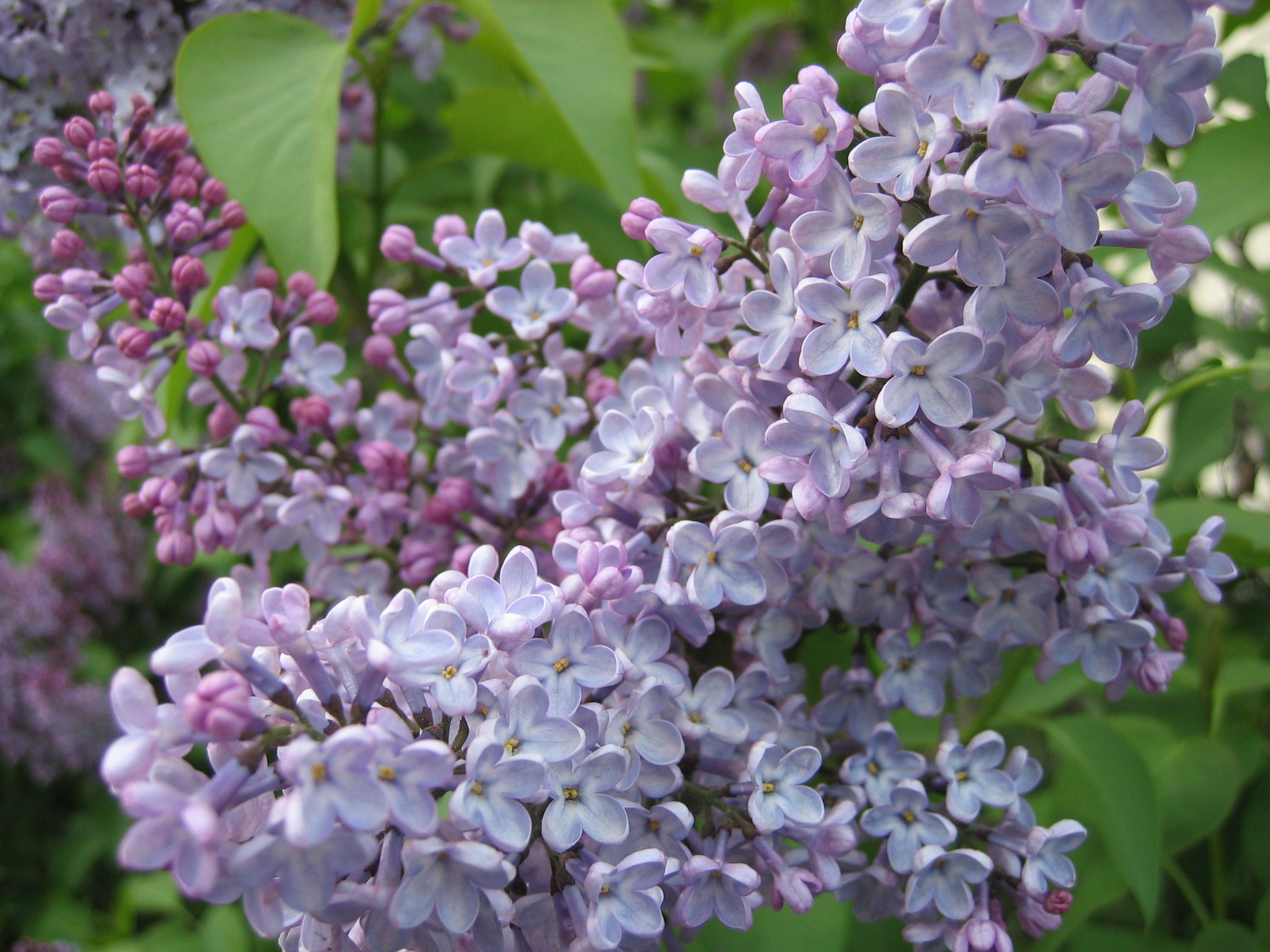 Syringa MIX - h: 60-80cm | Cont.: 7.5L - Liliac MIX