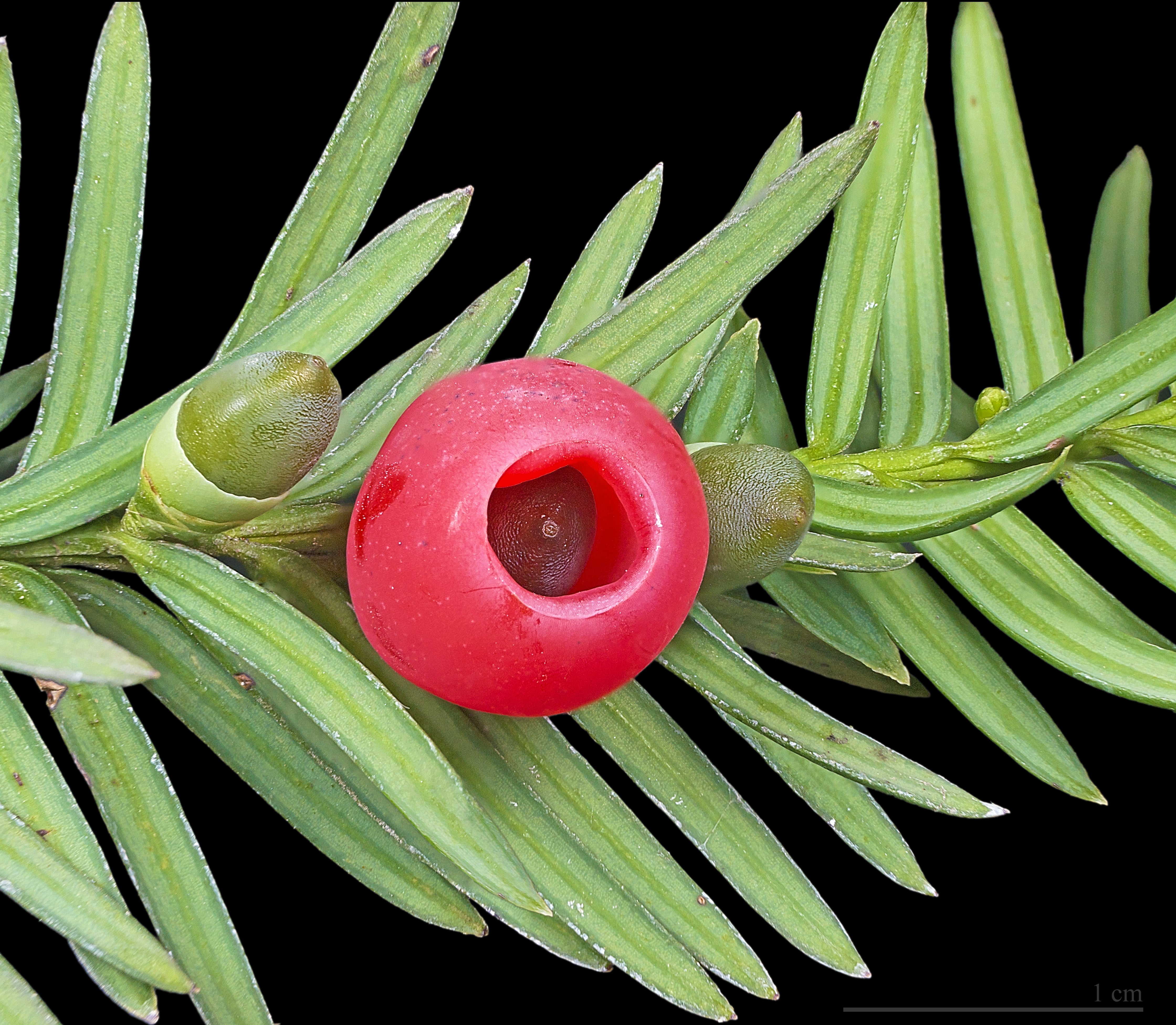 Taxus baccata - Tisa Con