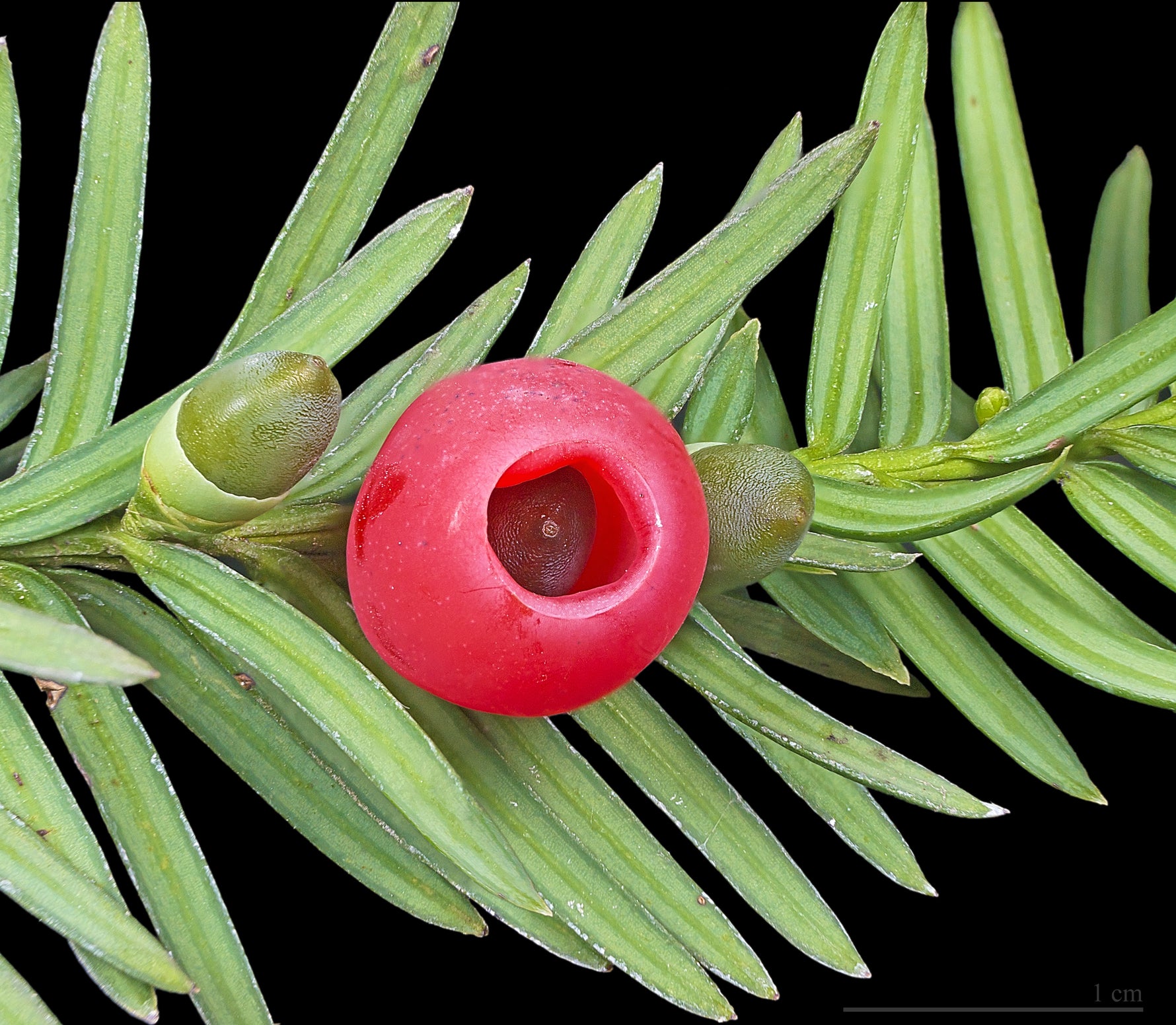 Taxus baccata - Tisa Con