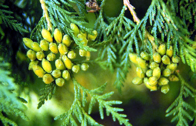 Thuja occidentalis 'Mr. Bowling Ball' - Cont.: 5L - Tuia occidentală 'Mr. Bowling Ball' (Bilă)