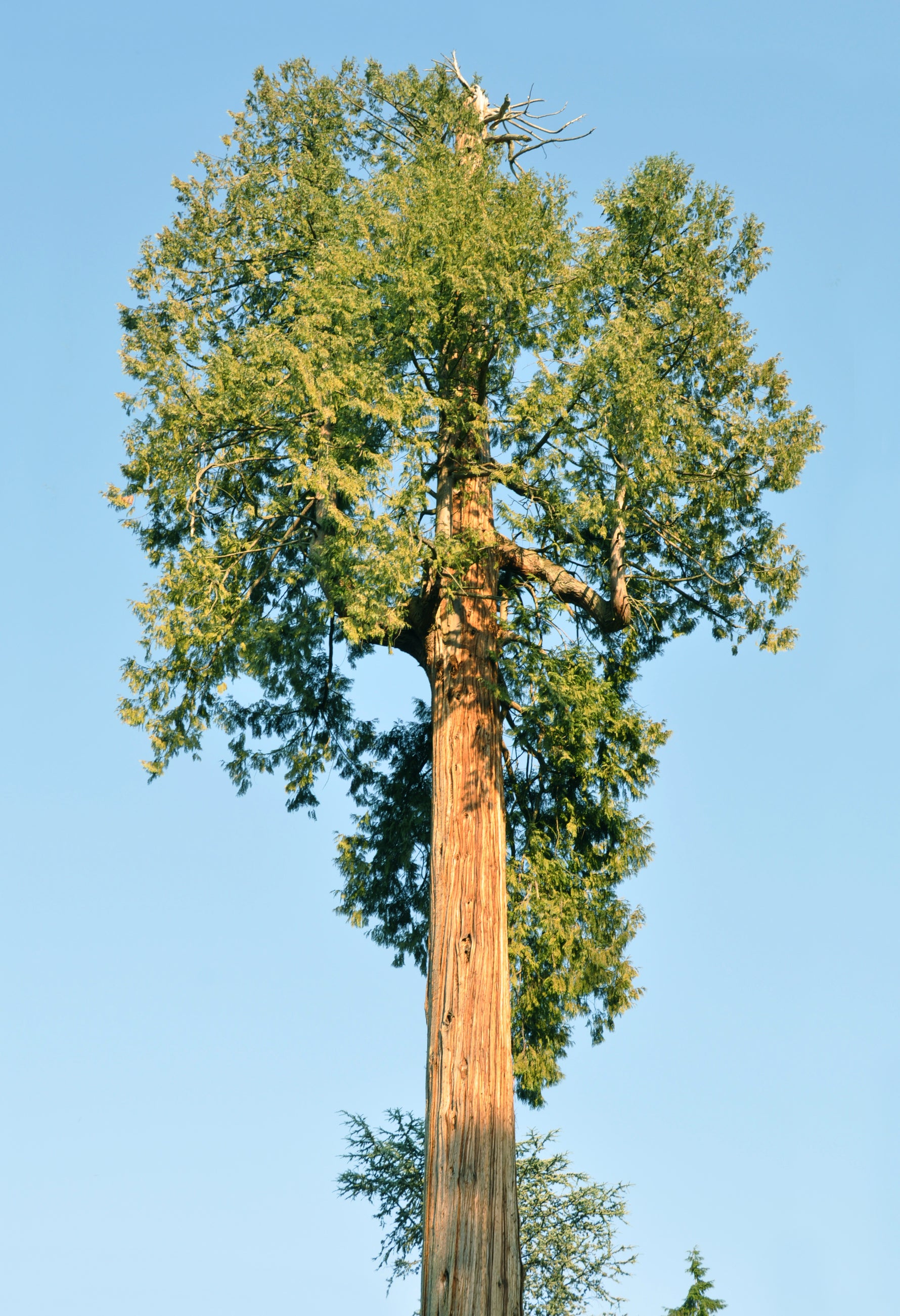 Thuja plicata 'Atrovirens' - h: 80-100cm | Cont.: 3L - Tuia gigantică 'Atrovirens'