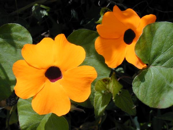 Thunbergia alata 'Suzie Orange with Eye' - Cont.: 7.5L - Thunbergia 'Suzie Orange with Eye'