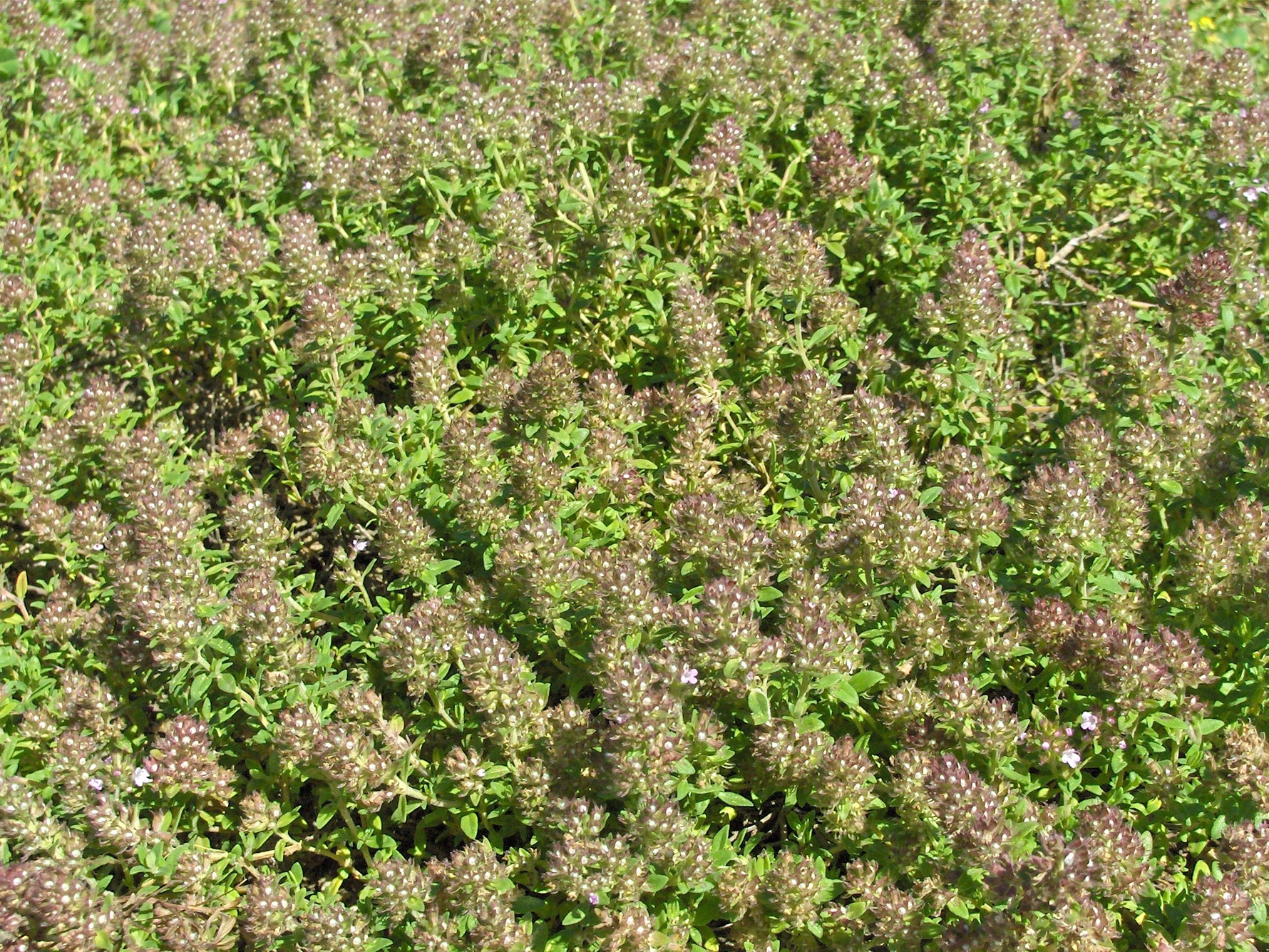 Thymus praecox 'Purple Beauty' - Cimbru de câmp 'Purple Beauty'