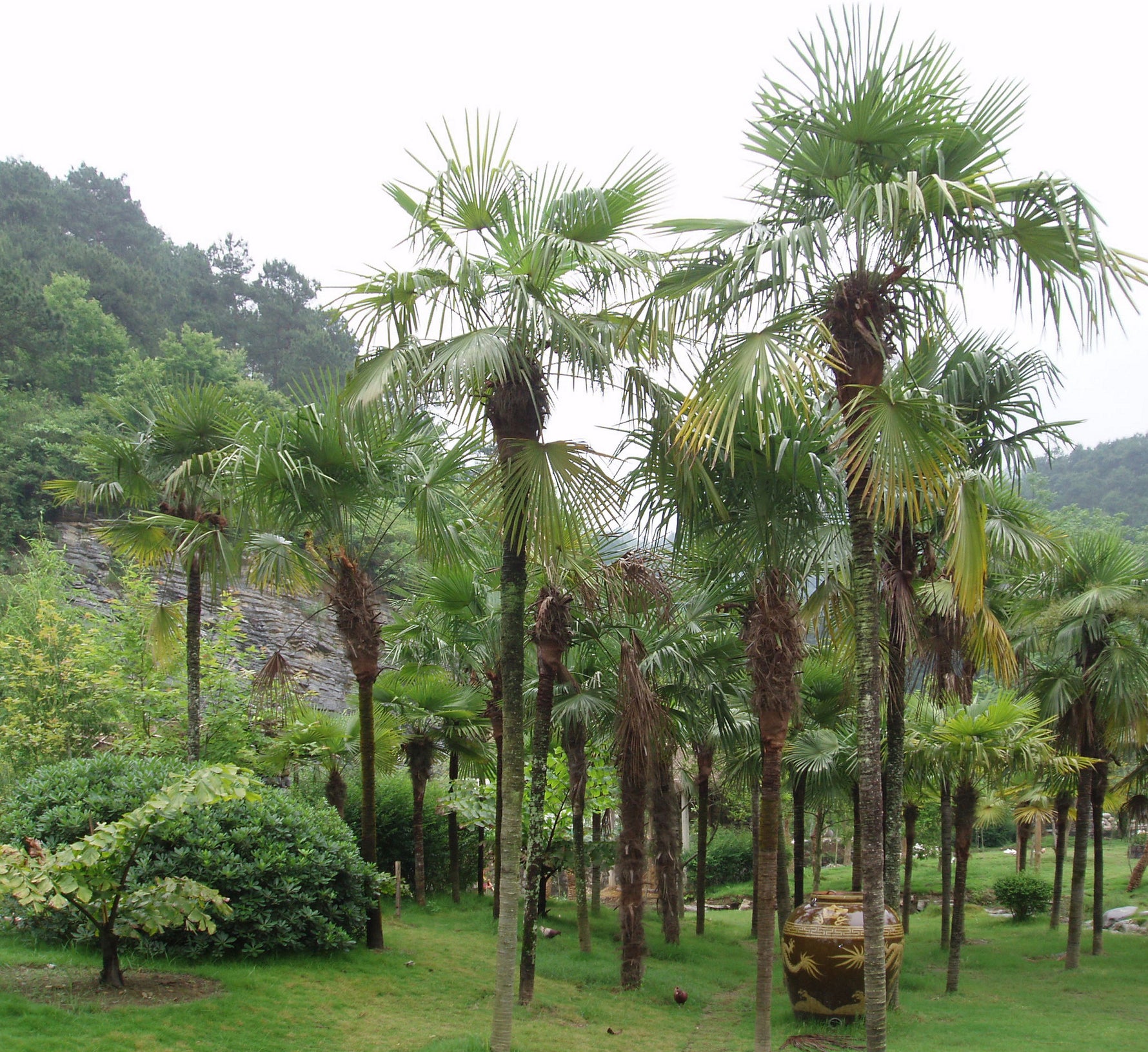 Trachycarpus fortunei - h: 130cm | Cont.: 20L - Palmier rezistent la ger