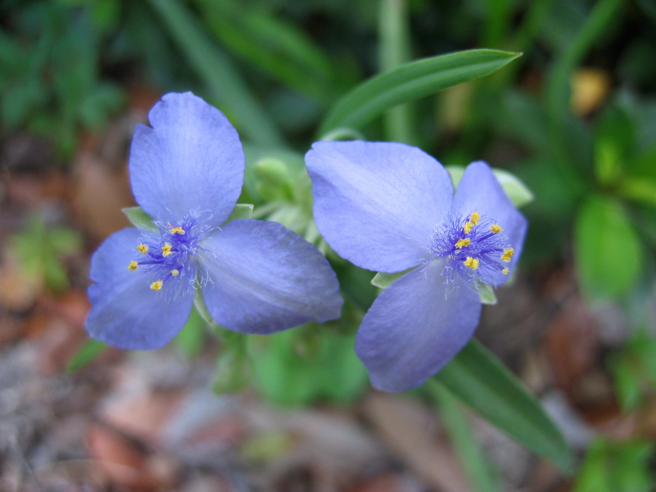 Tradescantia 'Mac's Double' - Cont.: 2L - Tradescantia 'Mac's Double'