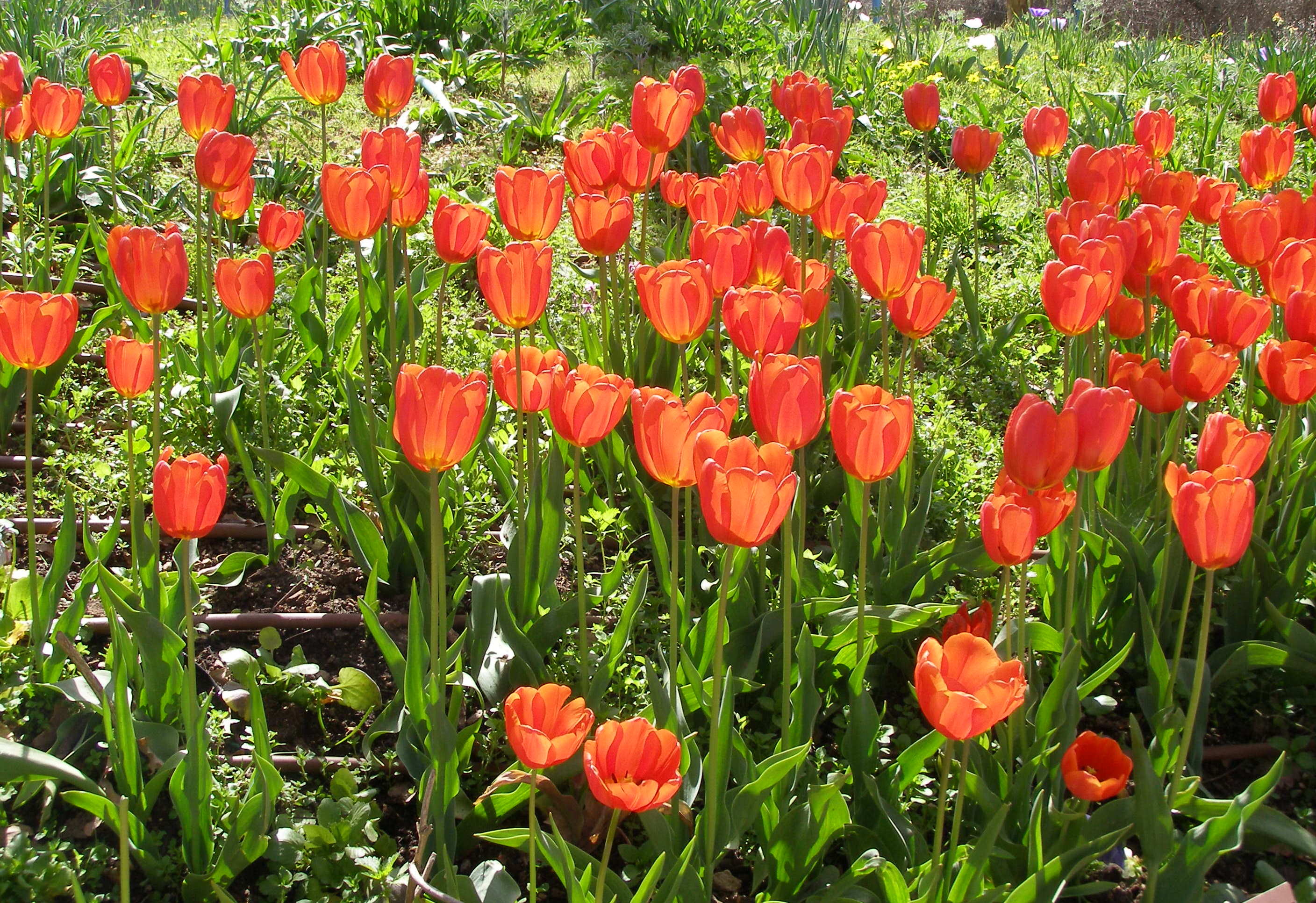 Tulipa MIX - Cont.: 2L - Lalea MIX