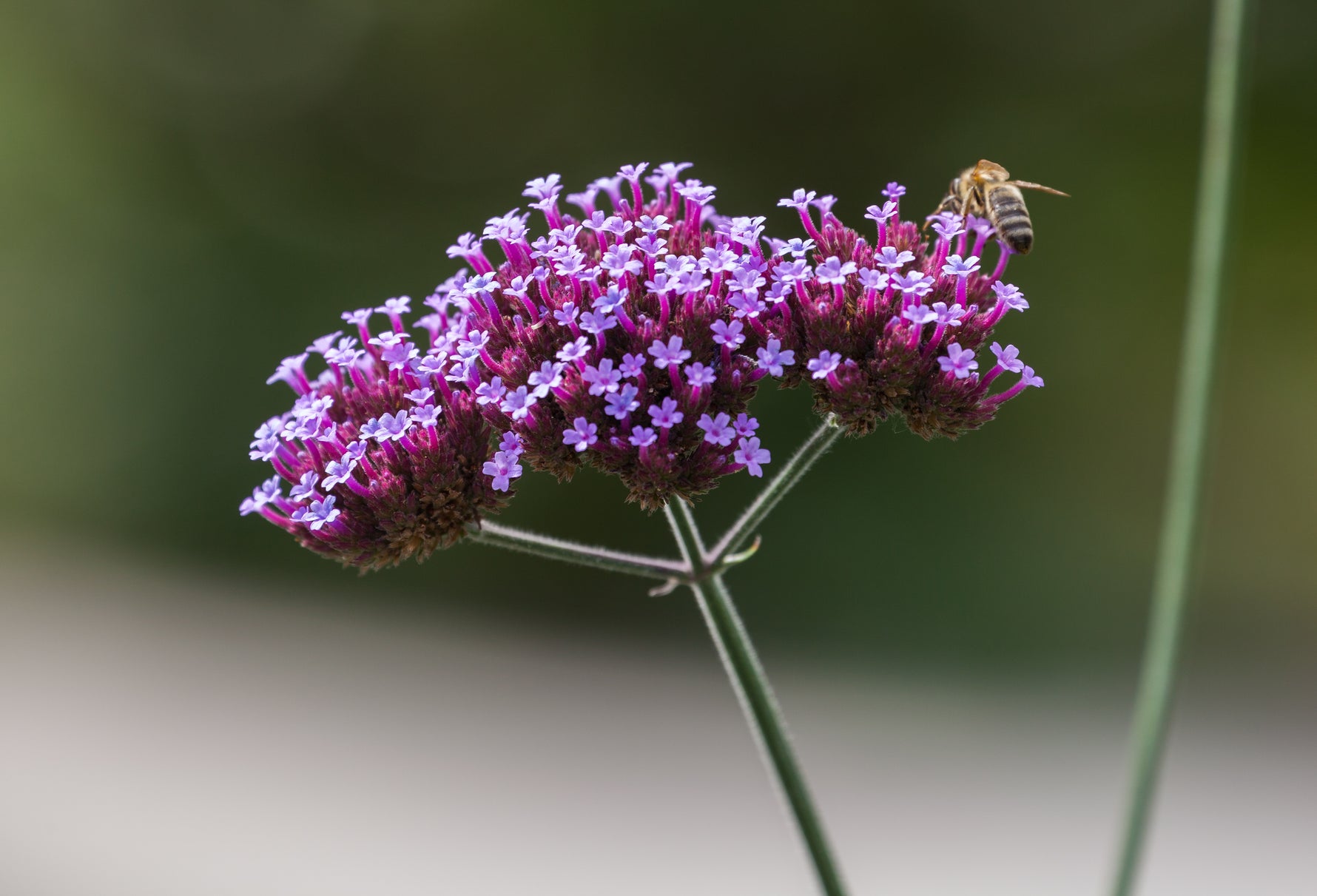 Verbena bonariensis - Cont.: 5L - Verbena înaltă