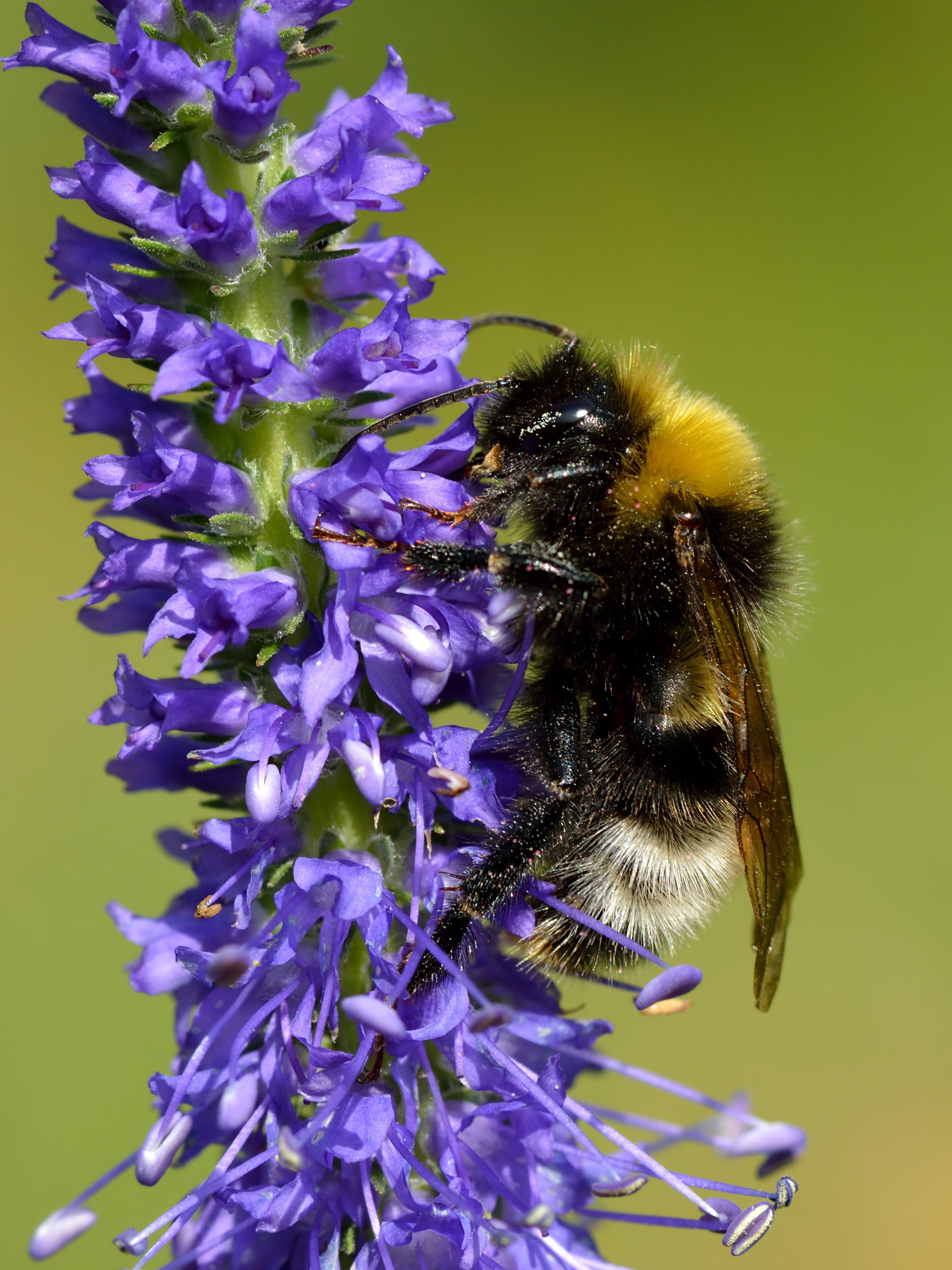 Veronica spicata 'Ulster Dwarf Blue' - Cont.: 2L - Veronica 'Ulster Dwarf Blue'