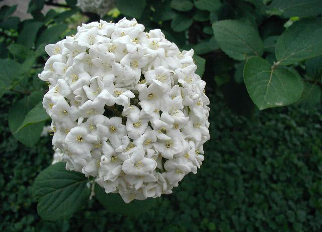 Viburnum carlcephalum - h: 40-50cm | Cont.: 5L - Dârmoz