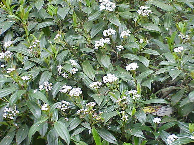 Viburnum davidii - Cont.: 2L - Dârmoz David