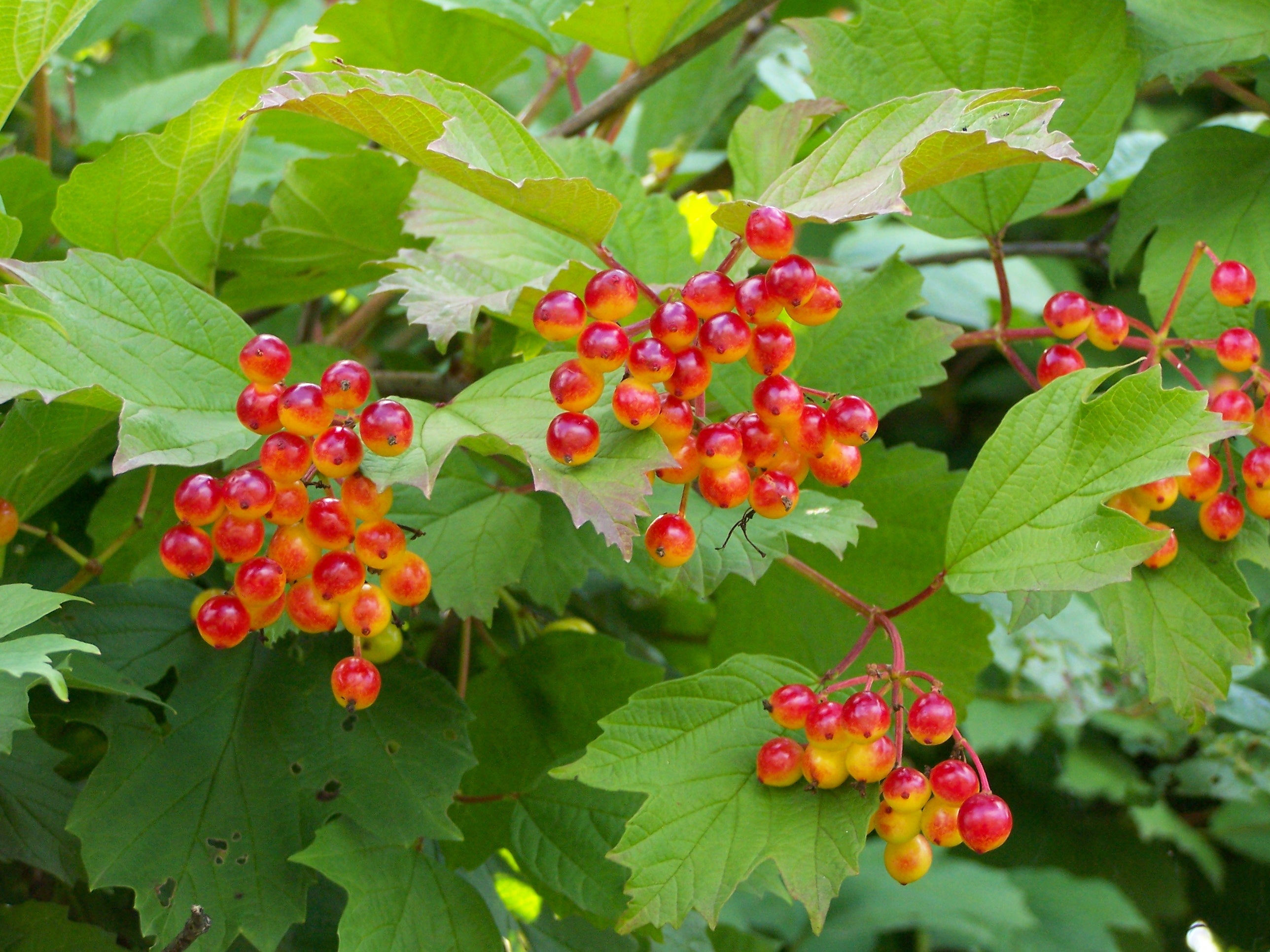Viburnum opulus - Cont.: 2L - Călin