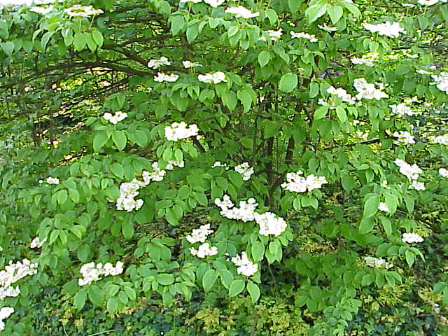 Viburnum plicatum 'Opening Day' - h: 30-40cm | Cont.: 3L - Dârmoz plicat 'Opening Day'