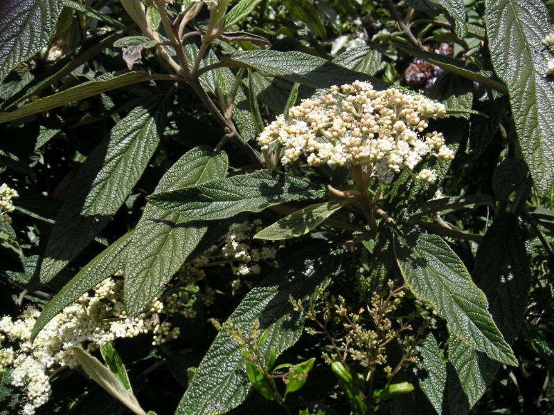 Viburnum rhytidophyllum - h: 30-40cm | Cont.: 2L - Dârmoz cu frunze ridate