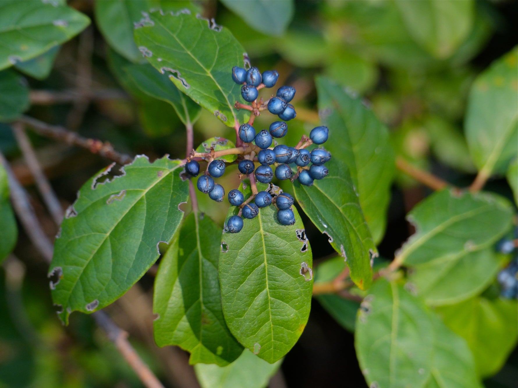 Viburnum tinus - Dârmoz laurinos (Bilă, Con)