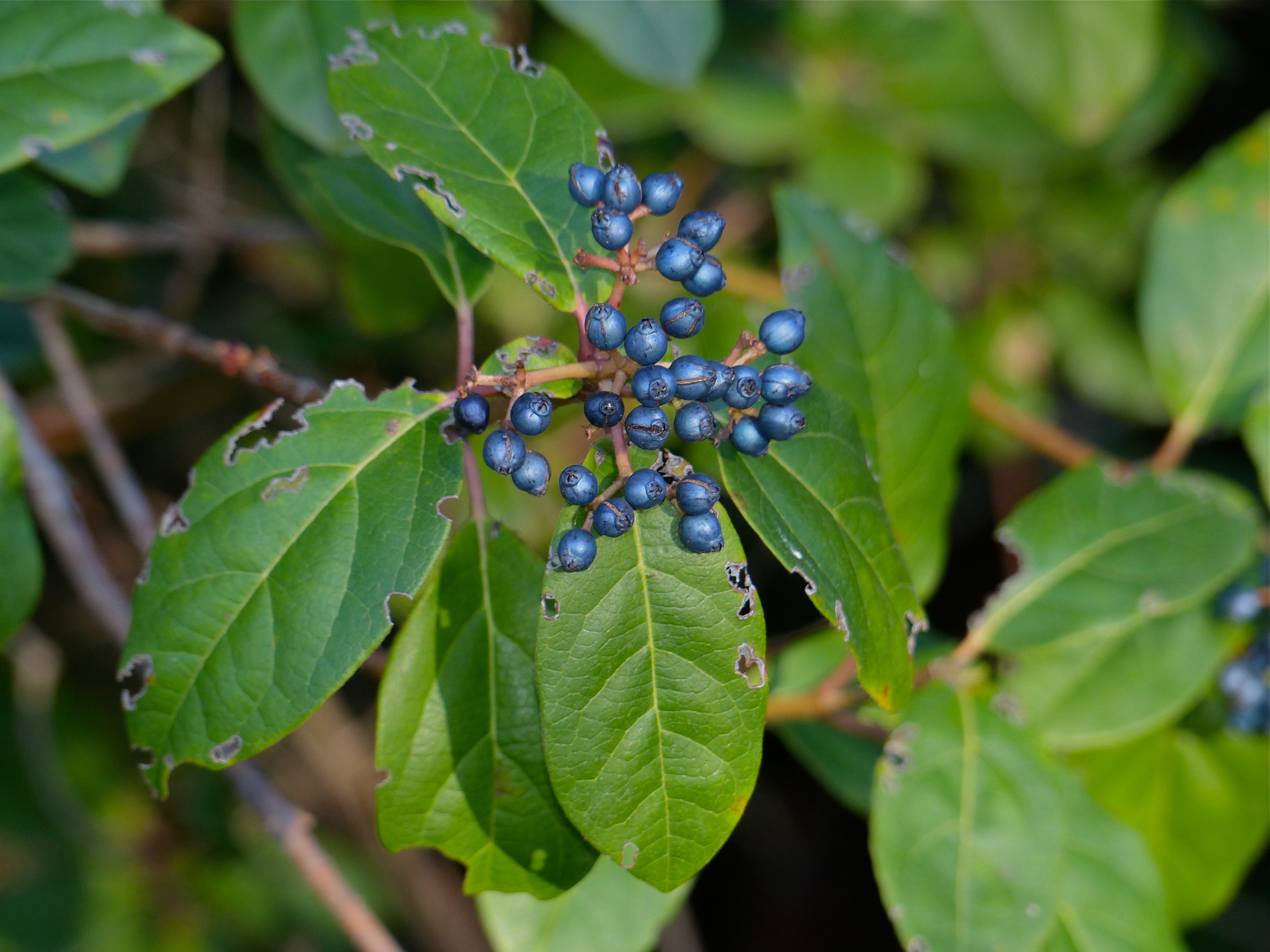 Viburnum tinus - Dârmoz laurinos (Bilă, Con)
