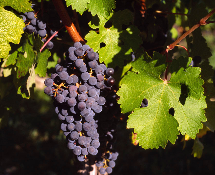 Vitis vinifera - Cont.: 3L - Viță de vie de masă