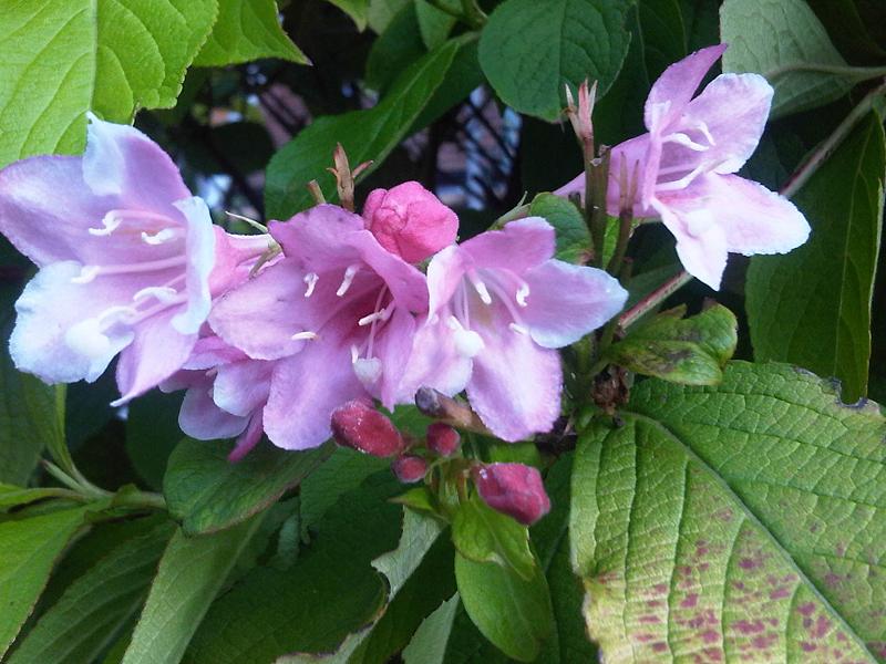 Weigela florida - h: 60-80cm | Cont.: 10L - Weigela