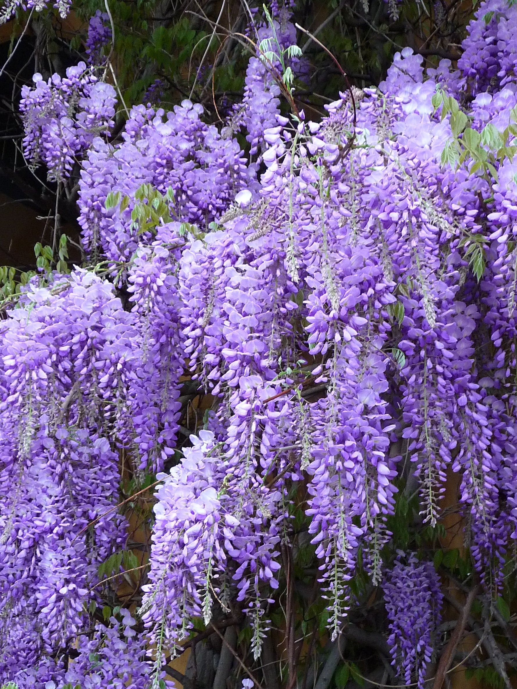 Wisteria 'Black Dragon' - Glicină 'Black Dragon'