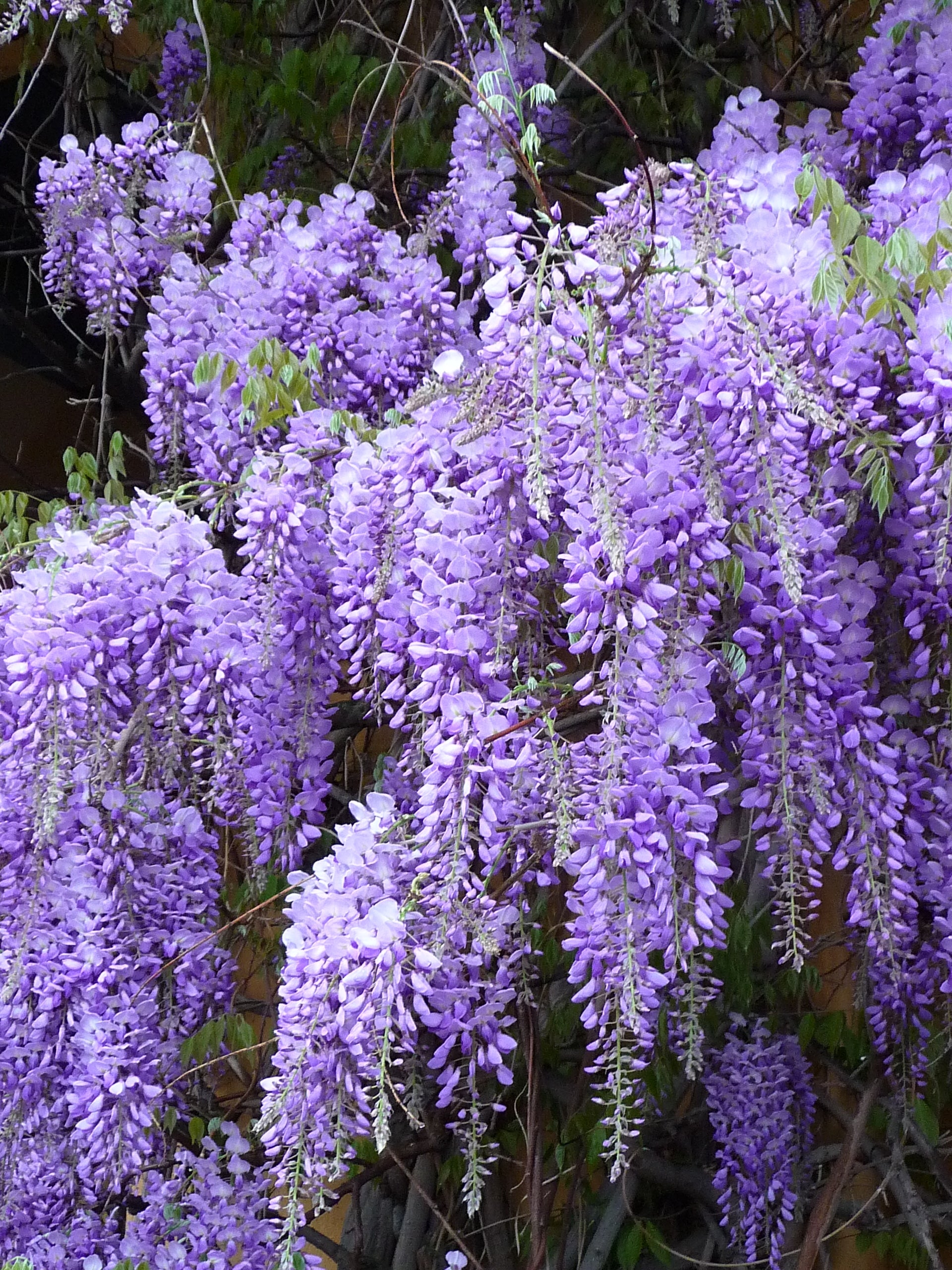 Wisteria - Glicină (Con, Umbrelă)