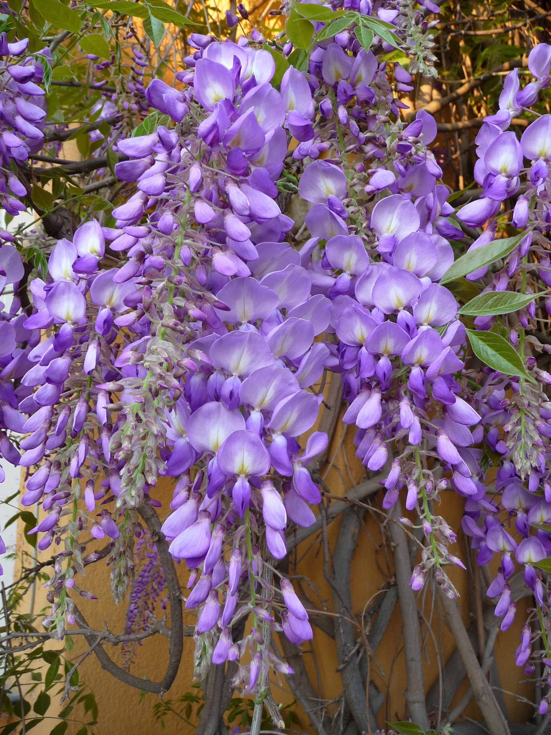 Wisteria sinensis - Glicină chinezească