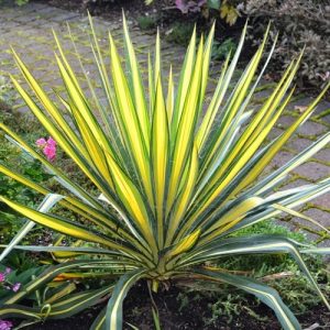 Yucca de grădină Color Guard - C. 2L / (Yucca filamentosa Color Guard)