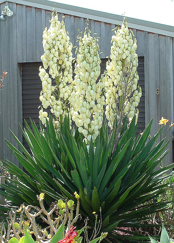 Yucca filamentosa - Cont.: 2L - Iucca