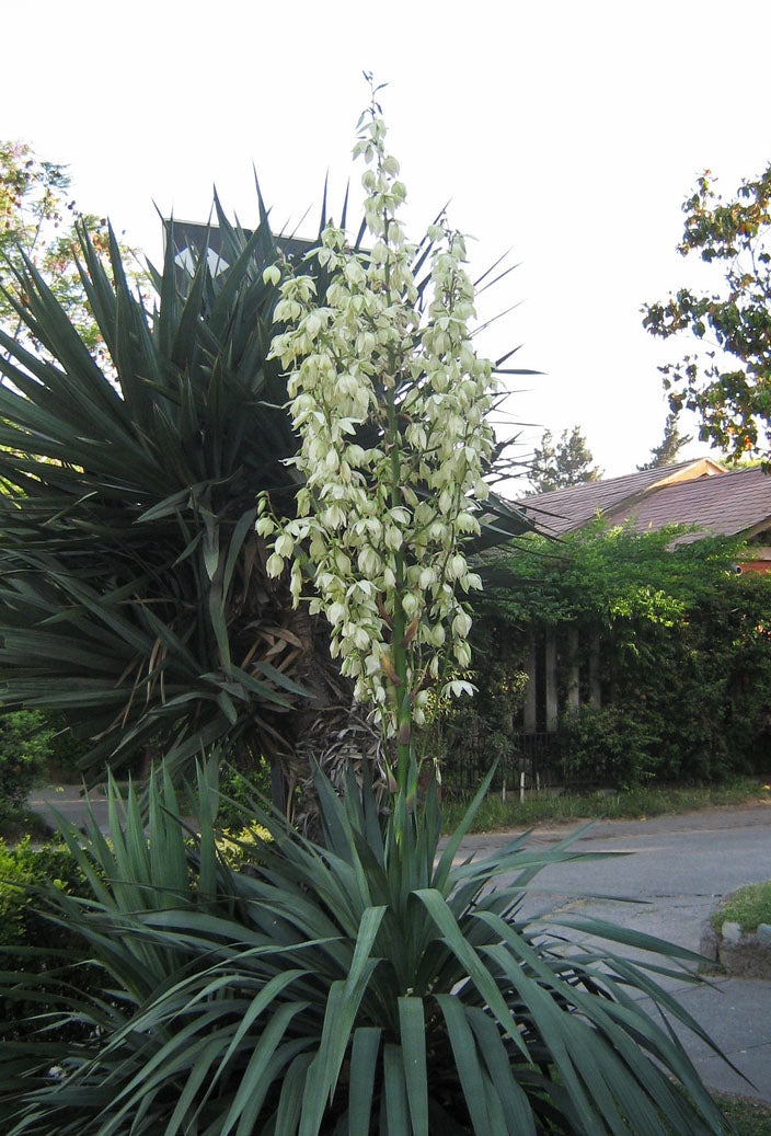 Yucca gloriosa 'Variegata' - Cont.: 3L - Iucca 'Variegata'